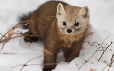 Curious Marten Stands Nature Wallpaper 4K 2048x1280 A, Curious, Marten, Stands, On, Snow-covered, Ground, With, Sparse, Dry, Twigs, Captured, White, Ultrawide, Full HD