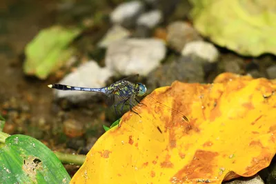 Vibrant Dragonfly Resting Fantasy Wallpaper 4K 9999x6666 Yellow, Purple