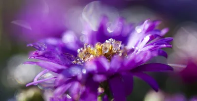 Vibrant Macro Wallpaper Wallpaper 4K, Nature category
