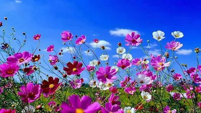 Vivid Spring Wallpaper Abstract Wallpaper 4K 1920x1080 Red