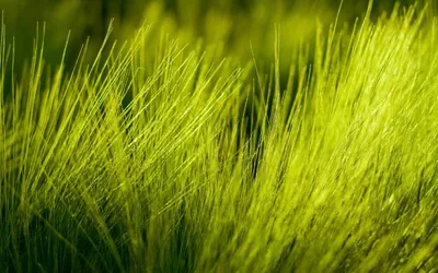 Dreamy Abstract Wallpaper Nature Wallpaper 4K 2560x1600 Brown