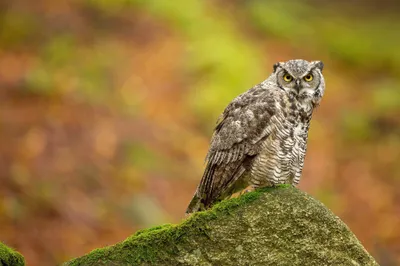 Animal Owl Animals Animals Wallpaper 4K 2048x1365 Animal, Owl, Hd, Desktop, Wallpaper, Background, Image, Orange, Purple, Ultrawide, Full HD