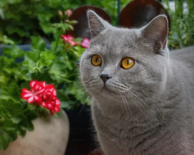 Sleek Animal Wallpaper Animals Wallpaper 4K 5000x4000 Animal, Cat, Hd, Desktop, Wallpaper, Background, Image, Gray, Square, 4K