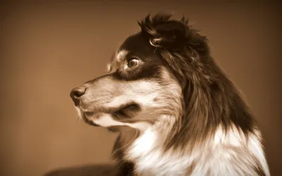 Dark Sepia Wallpaper Animals Wallpaper 4K 1920x1200 Sepia-toned, Profile, Of, A, Long-haired, Dog, Gazing, Left;, Desktop, Brown, Gray, Ultrawide, Full HD