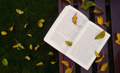 Serene Open Wallpaper Nature Wallpaper 4K 1920x1176 Hd, Desktop, Wallpaper, Featuring, An, Open, Book, On, Bench, Autumn, Leaves, Scattered, White, Ultrawide, Full HD