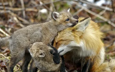 Heartwarming Fox Two Playful Kits Animals Wallpaper 4K 1920x1200 A, Heartwarming, Hd, Desktop, Wallpaper, Featuring, Fox, Two, Playful, Kits, Showcasing, Bond, Gray, Ultrawide, Full HD