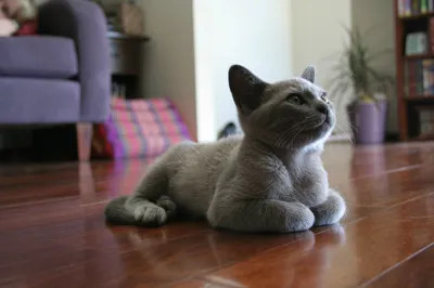 Charming Gray Cat Lays Wooden Animals Wallpaper 4K 2600x1733 A, Charming, Gray, Cat, Lays, On, Wooden, Floor, Looking, Curiously, Cozy, Living, White, Ultrawide, QHD