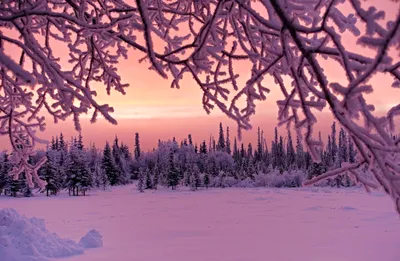 Epic Serene Wallpaper Nature Wallpaper 4K 5424x3540 A, Serene, Winter, Sunset, Casts, Soft, Pink, Hue, Over, Snow-covered, Forest, Framed, Gray, Ultrawide, 4K