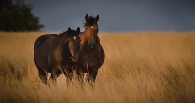 Vibrant Two Wallpaper Animals Wallpaper 4K 2048x1082 Hd, Desktop, Wallpaper, Of, Two, Horses, Standing, Together, Field, Golden, Grass, Under, Brown, Orange, Ultrawide, Full HD