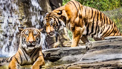 Calm Two Wallpaper Animals Wallpaper 4K 3840x2160 Two, Magnificent, Tigers, Are, Pictured, Near, A, Waterfall, One, Lounging, Rocks, While, Gray, White, Ultrawide, 4K