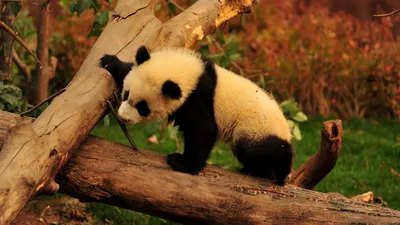 Golden Playful Wallpaper Abstract Wallpaper 4K 1920x1080 A, Playful, Panda, Cub, Climbs, Log, In, Vibrant, Natural, Setting, Offering, Captivating, Brown, Ultrawide, Full HD