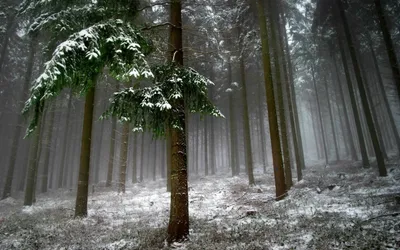 Serene Forest Tall Nature Wallpaper 4K 1920x1200 A, Serene, Forest, Scene, Featuring, Tall, Trees, Dusted, Snow, Enveloped, Mist, Captivating, Gray, Ultrawide, Full HD