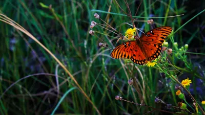 Animal Butterfly Animals Animals Wallpaper 4K 2048x1152 Animal, Butterfly, Hd, Desktop, Wallpaper, Background, Image, Red, Brown, Ultrawide, Full HD