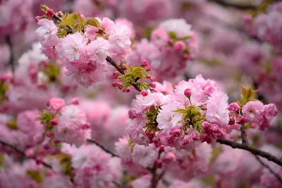 Close Pink Blossoms Nature Wallpaper 4K 2048x1363 Hd, Desktop, Wallpaper, Featuring, A, Close-up, Of, Pink, Blossoms, Full, Bloom, Capturing, Gray, Ultrawide, Full HD