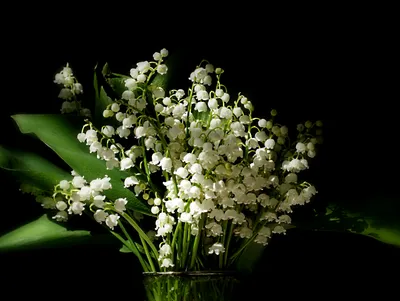 Bouquet Lily Valley Nature Wallpaper 4K 2972x2236 A, Stunning, Hd, Desktop, Wallpaper, Featuring, Bouquet, Lily, Valley, Flowers, Displaying, Delicate, Gray, Landscape, QHD