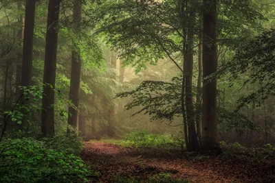 Bright Serene Wallpaper Nature Wallpaper 4K 4896x3264 A, Serene, Forest, Path, Surrounded, By, Lush, Trees, Misty, Atmosphere, Showcasing, Beauty, Gray, Landscape, 4k
