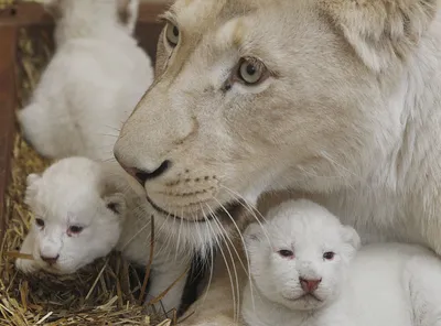 Golden Quad Wallpaper Animals Wallpaper 4K 3325x2460 2k, Quad, Hd, Pc, Desktop, Wallpaper, Close-up, Of, White, Lioness, Two, Cubs, Gray, Landscape, QHD