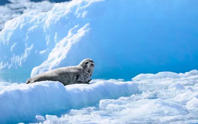 Moody Seal Wallpaper Nature Wallpaper 4K 2880x1800 Hd, Pc, Desktop, Wallpaper, Featuring, A, Seal, Resting, Icy, Terrain, Against, Bright, Pink, White, Ultrawide, QHD