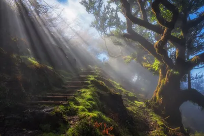 Vivid Sunbeams Wallpaper Nature Wallpaper 4K 2500x1667 Sunbeams, Filter, Through, A, Lush, Forest, Illuminating, Moss-covered, Steps, Leading, Hill, Beside, Gray, Landscape, Full HD