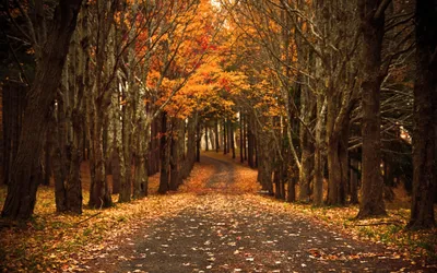 Golden Serene Wallpaper Wallpaper 4K, Nature category