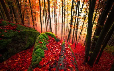 Vivid Autumn Wallpaper Nature Wallpaper 4K 1920x1200 Autumn, Forest, Purple, Brown, Pink, Ultrawide, Full HD