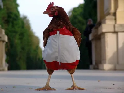 Chicken Standing Outdoors Abstract Wallpaper 4K 1600x1200 Hd, Pc, Desktop, Wallpaper, Featuring, A, Chicken, Standing, Outdoors, Wearing, Red, White, Gray, Landscape