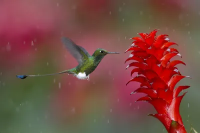 Vibrant Hummingbird Hovering Near Bright Abstract Wallpaper 4K 2480x1651 Hd, Pc, Desktop, Wallpaper, Featuring, A, Vibrant, Hummingbird, Hovering, Near, Bright, Red, Brown, Ultrawide, Full HD