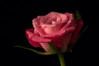 Close Pink Rose Delicate Water Wallpaper 4K, Black/Dark category