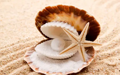 Close Shell Starfish Nestled Soft Space Wallpaper 4K 2560x1600 A, Close-up, Of, Shell, And, Starfish, Nestled, Soft, Sand, Showcasing, Beauty, Nature, White, Ultrawide, QHD