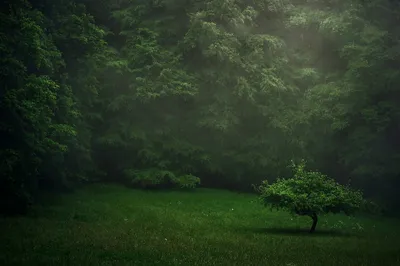 Dark Green Forest Dense Nature Wallpaper 4K 2048x1365 A, Dark, Green, Forest, Scene, With, Dense, Trees, Small, Solitary, Tree, Foreground, Brown, Ultrawide, Full HD