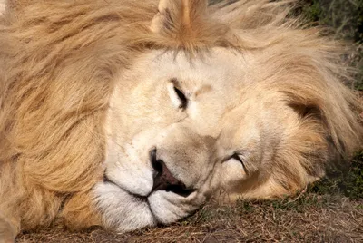 Sleeping Animal Lion Animals Wallpaper 4K 3872x2592 Sleeping, Animal, Lion, Hd, Desktop, Wallpaper, Background, Gray, White, Landscape, 4K