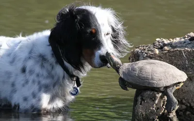 Epic Cute Wallpaper Animals Wallpaper 4K 1920x1200 A, Cute, Dog, Gently, Interacts, With, Turtle, Water, 039, Edge, Creating, Charming, White, Gray, Ultrawide, Full HD