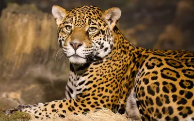 Majestic Jaguar Rests Abstract Wallpaper 4K 1920x1200 A, Majestic, Jaguar, Rests, In, Natural, Setting, Showcasing, Striking, Coat, Spotted, Fur, Brown, Ultrawide, Full HD