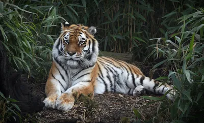 Crisp Majestic Wallpaper Animals Wallpaper 4K 2048x1240 A, Striking, Hd, Desktop, Wallpaper, Featuring, Majestic, Tiger, Lying, Calmly, Amidst, Lush, White, Gray, Ultrawide, Full HD