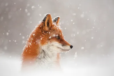 Animal Red Fox Animals Wallpaper 4K 2500x1667 Hd, Pc, Desktop, Wallpaper, Of, An, Animal:, A, Red, Fox, Amid, White, Gray, Landscape, Full HD