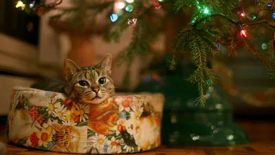 Cat Comfortably Rests Abstract Wallpaper 4K 1920x1080 A, Cat, Comfortably, Rests, In, Cozy, Bed, Adorned, Floral, Patterns, Placed, Under, Brown, Orange, Ultrawide, Full HD