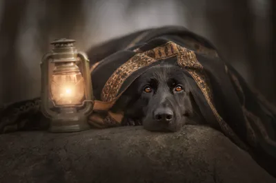 Dark Black Wallpaper Animals Wallpaper 4K 2048x1367 Black, Dog, With, An, Intense, Stare, Peeks, From, Under, Blanket, Beside, Glowing, Gray, Landscape, Full HD