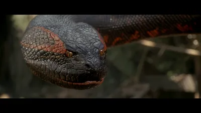 Close Menacing Anaconda Wallpaper 4K, Abstract category