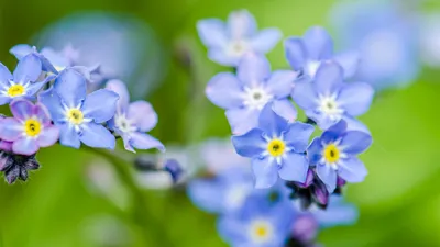 Vibrant Close Wallpaper Wallpaper 4K, Nature category