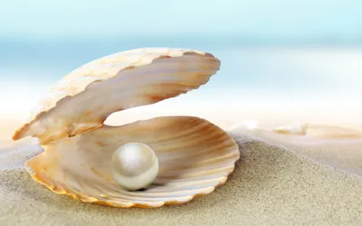 Natural Seashell Resting Open Sandy Nature Wallpaper 4K 2560x1600 Hd, Desktop, Wallpaper, Of, A, Natural, Seashell, Resting, Open, Sandy, Beach, Showcasing, White, Ultrawide, QHD