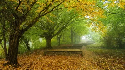 Moody Serene Wallpaper Nature Wallpaper 4K 1920x1080 Hd, Desktop, Wallpaper, Of, A, Serene, Man-made, Path, Through, Lush, Green, Yellow, Brown, Ultrawide, Full HD