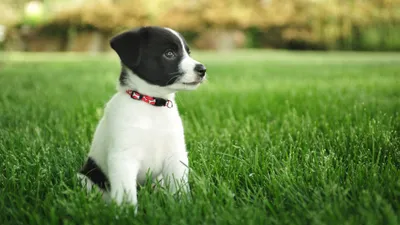 Black White Puppy Red Collar Black/Dark Wallpaper 4K 3840x2160 Hd, Desktop, Wallpaper:, Featuring, A, Black, And, White, Puppy, Red, Collar, Sitting, Ultrawide, 4k