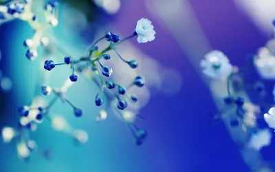 Moody Close Wallpaper Nature Wallpaper 4K 1920x1200 Hd, Desktop, Wallpaper:, Featuring, A, Close-up, View, Of, Delicate, Flowers, Bathed, Calming, Red, Pink, Ultrawide, Full HD