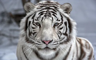 Vibrant Close Wallpaper Animals Wallpaper 4K 1920x1200 Hd, Desktop, Wallpaper, Featuring, A, Close-up, Of, Majestic, White, Tiger, Captivating, Eyes, Gray, Ultrawide, Full HD