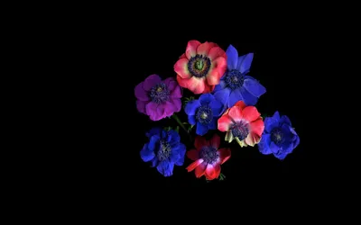 Serene Vivid Wallpaper Nature Wallpaper 4K 2560x1600 Vivid, Red, And, Blue, Anemone, Flowers, Arranged, Against, Black, Creating, Striking, Desktop, Ultrawide, QHD