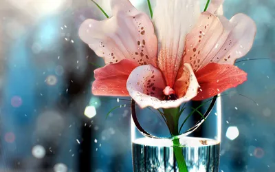 Vibrant Flower Glass Water Nature Wallpaper 4K 1920x1200 A, Vibrant, Flower, In, Glass, Of, Water, Surrounded, Softly, Blurred, Shimmering, Lights, White, Ultrawide, Full HD
