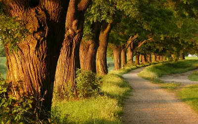 Serene Nature Lined Nature Wallpaper 4K 1920x1200 Hd, Desktop, Wallpaper, Showing, A, Serene, Nature, Path, Lined, Tall, Sunlit, Trees, Orange, Gray, Purple, Ultrawide, Full HD