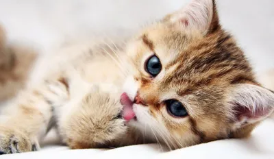 Dark Close Wallpaper Abstract Wallpaper 4K 2048x1188 Hd, Wallpaper:, Featuring, A, Close-up, Of, An, Adorable, Tabby, Kitten, Blue, Eyes, White, Ultrawide, Full HD