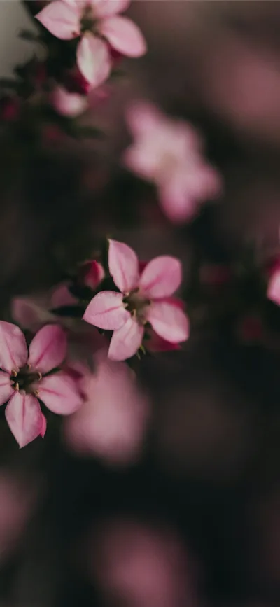 Delicate Pink Flowers Bloom Beautifully Nature Wallpaper 4K 1290x2796 Gray