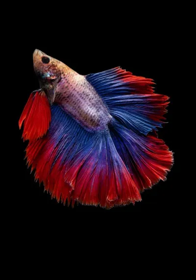 Dark Betta Wallpaper Animals Wallpaper 4K 1080x1543 Brown, Red